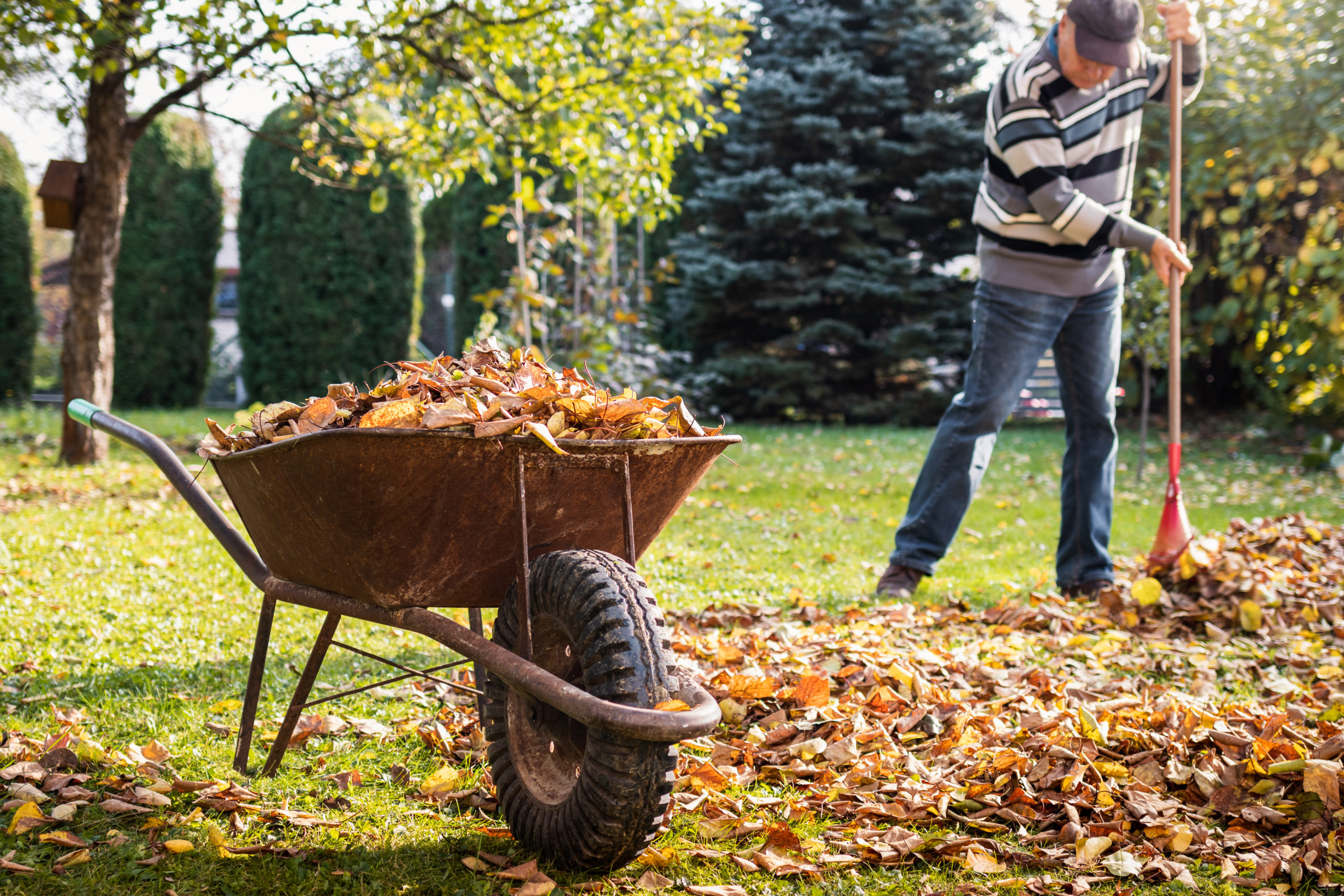 Older man raking leaves in his yard behind a wheelbarrow full of fall foliage.